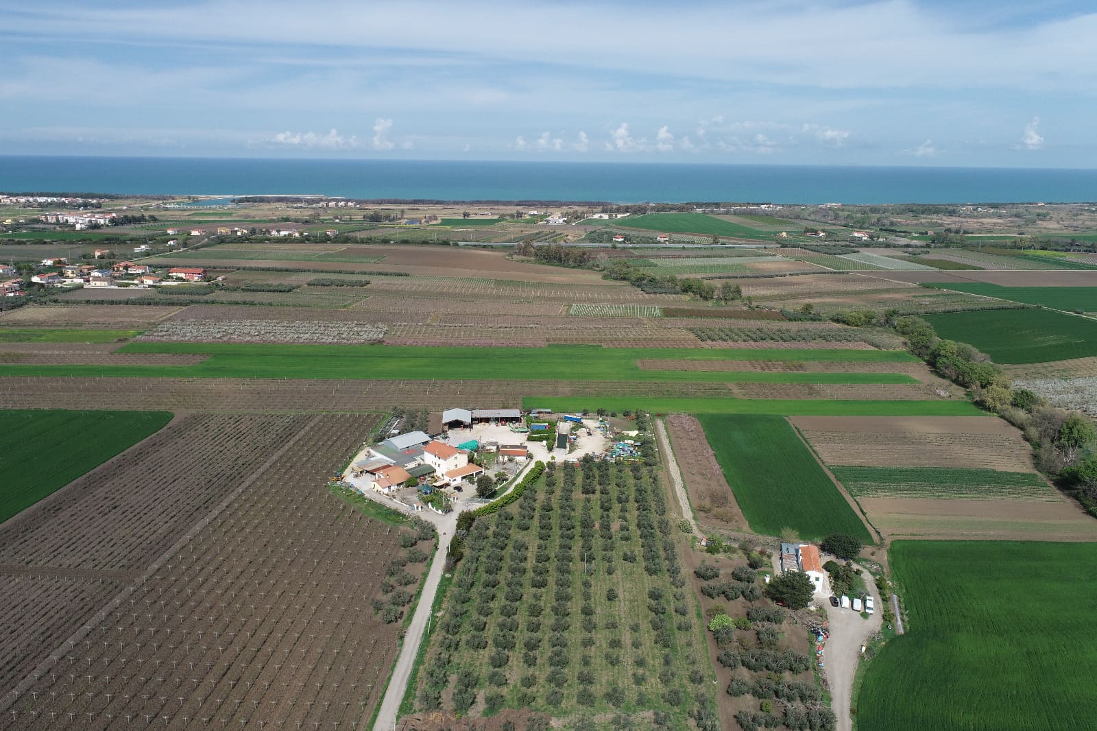 Oleificio-Evangelista-azienda (2)