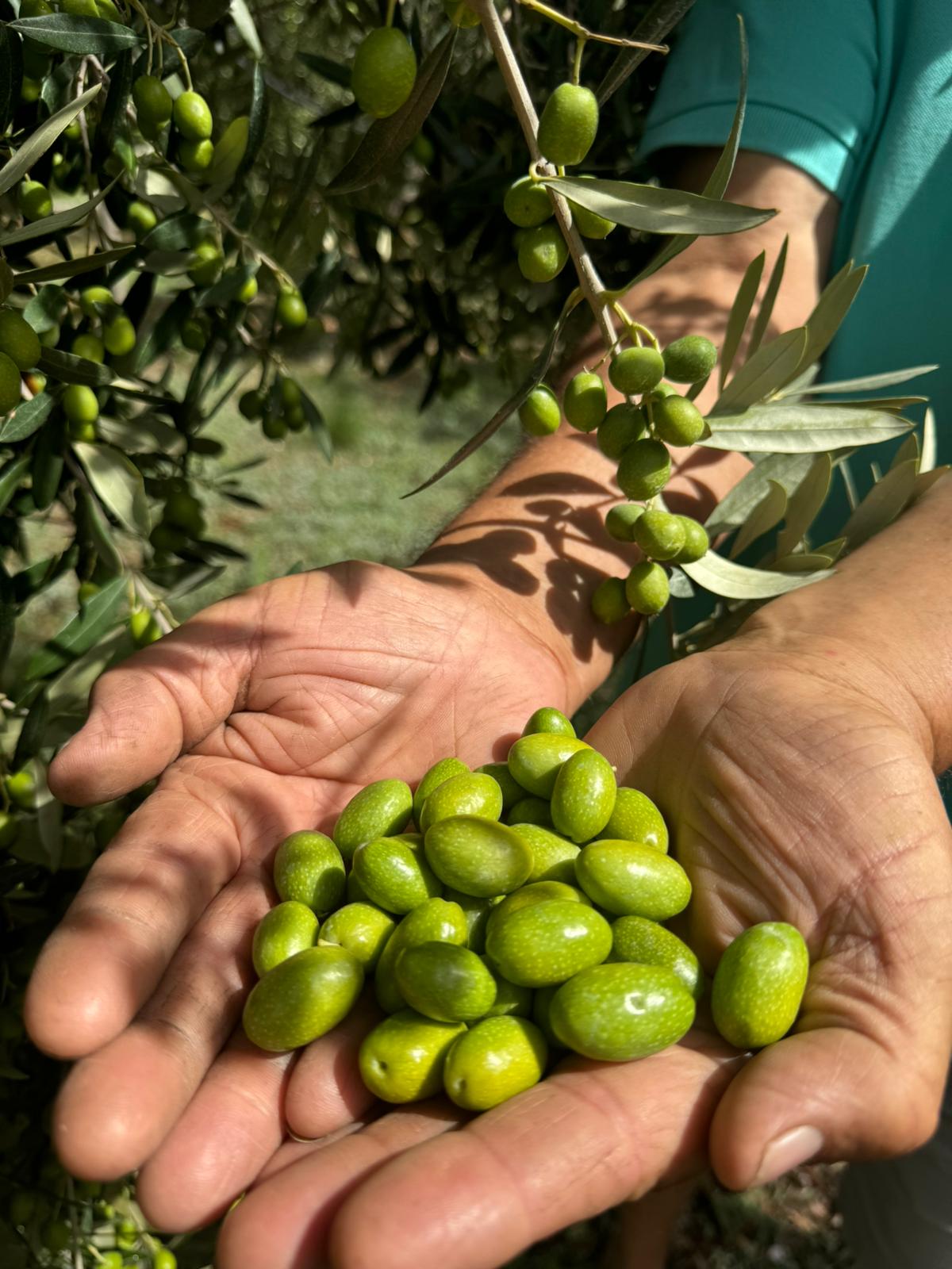 olive-oleificio